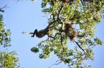 Encontro com o macaco-aranha, durante visita às ruínas mayas de Tikal, na Guatemala